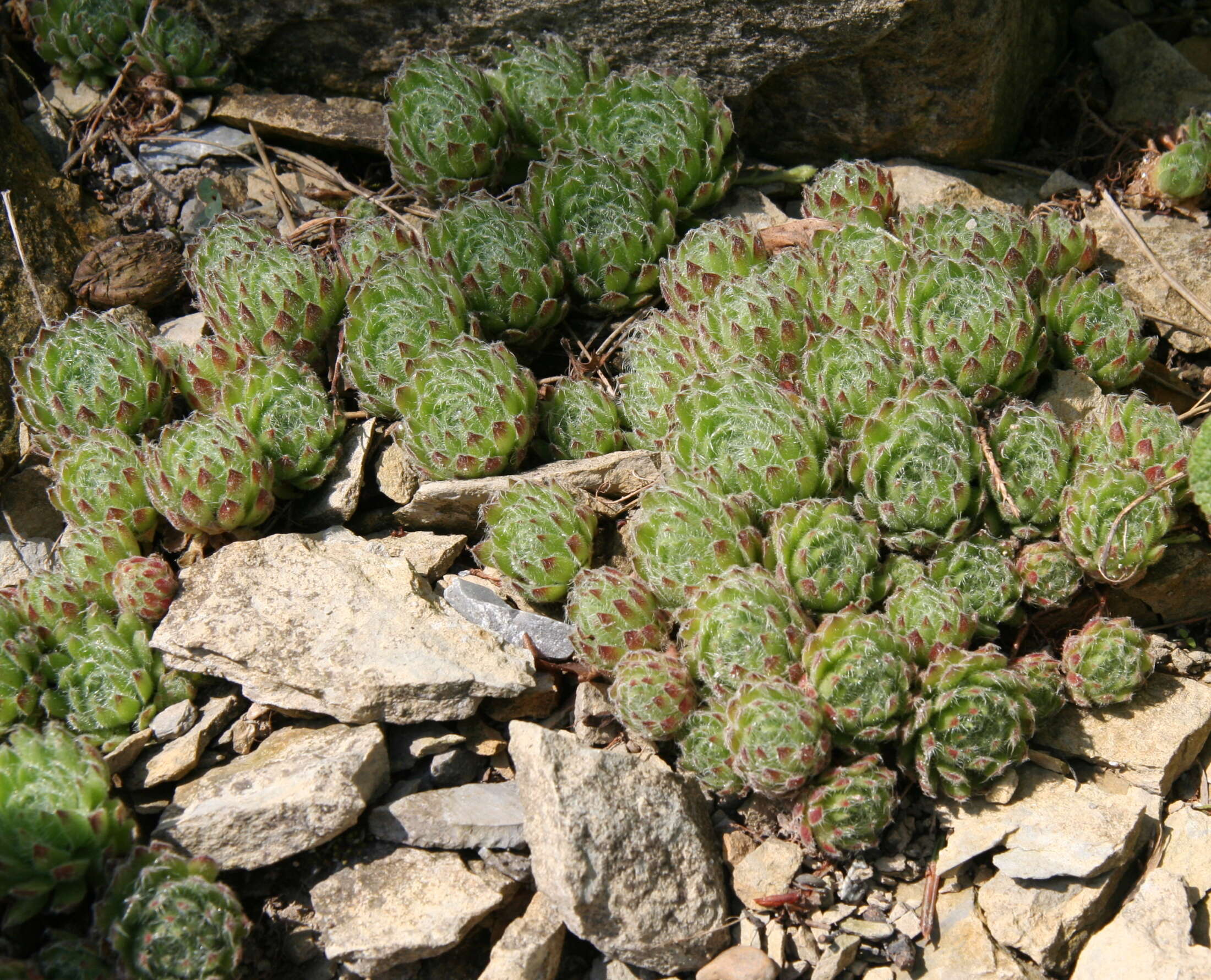 Image of Sempervivum ciliosum Craib