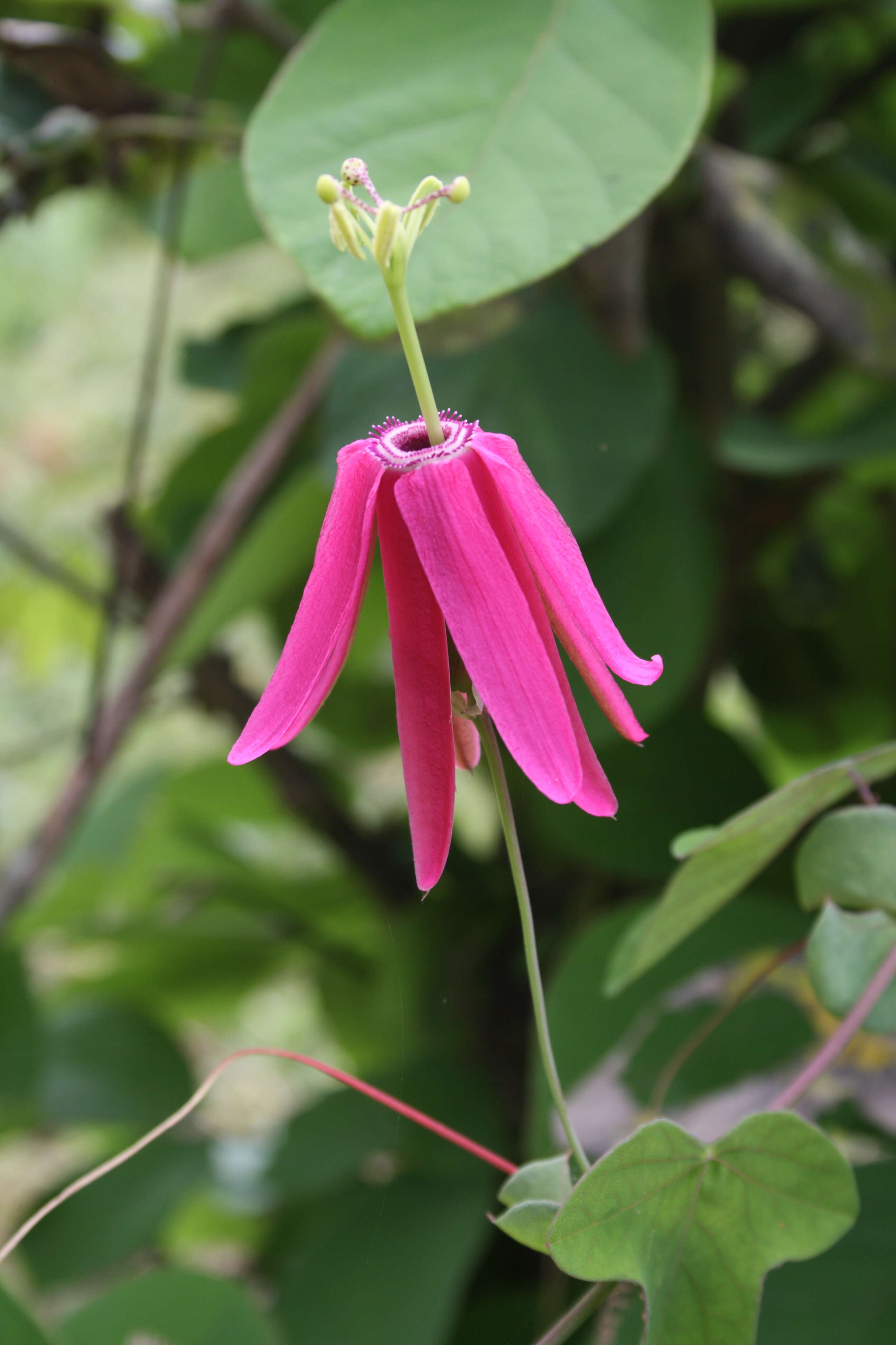 Imagem de Passiflora reflexiflora Cav.
