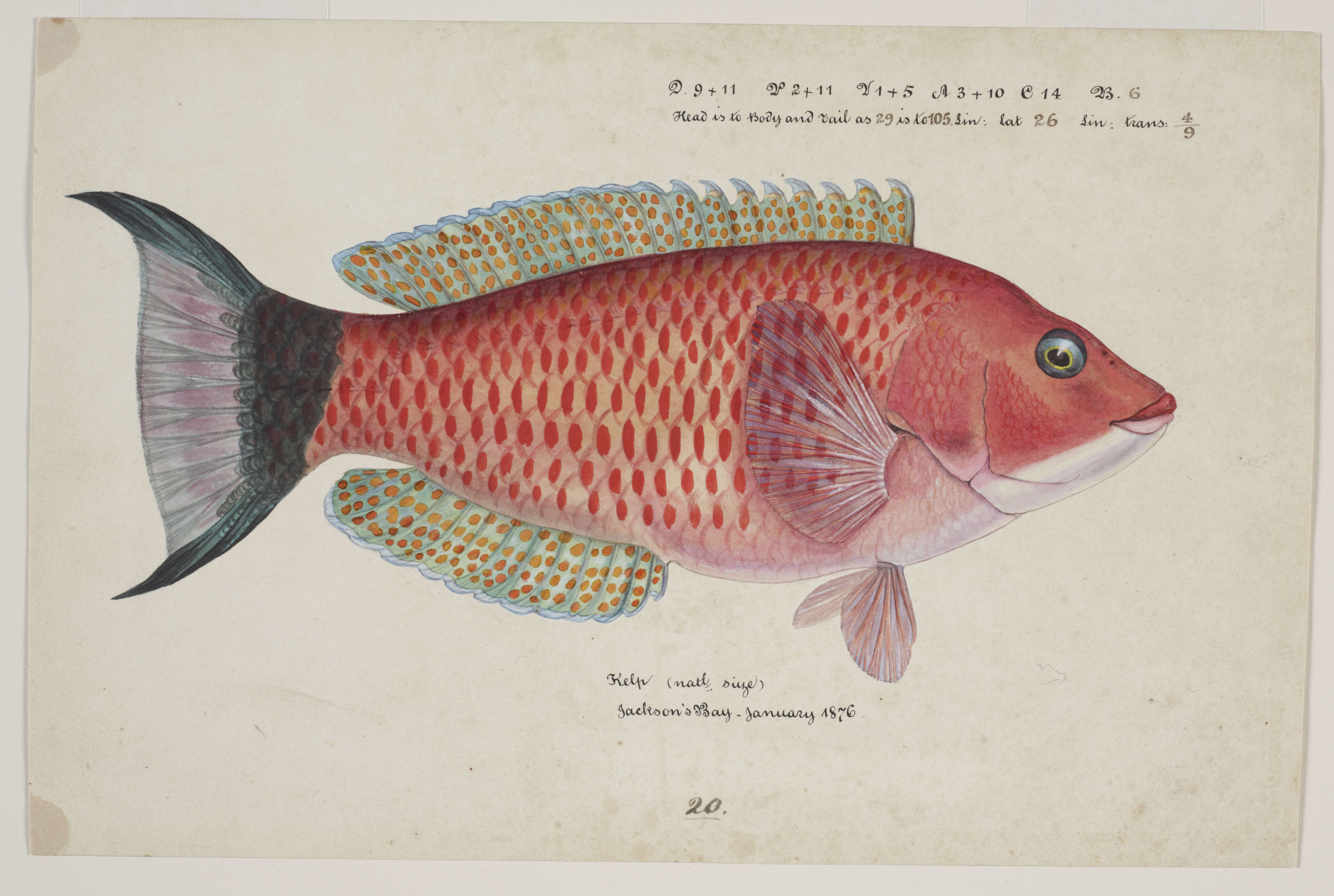 Image of Scarlet wrasse