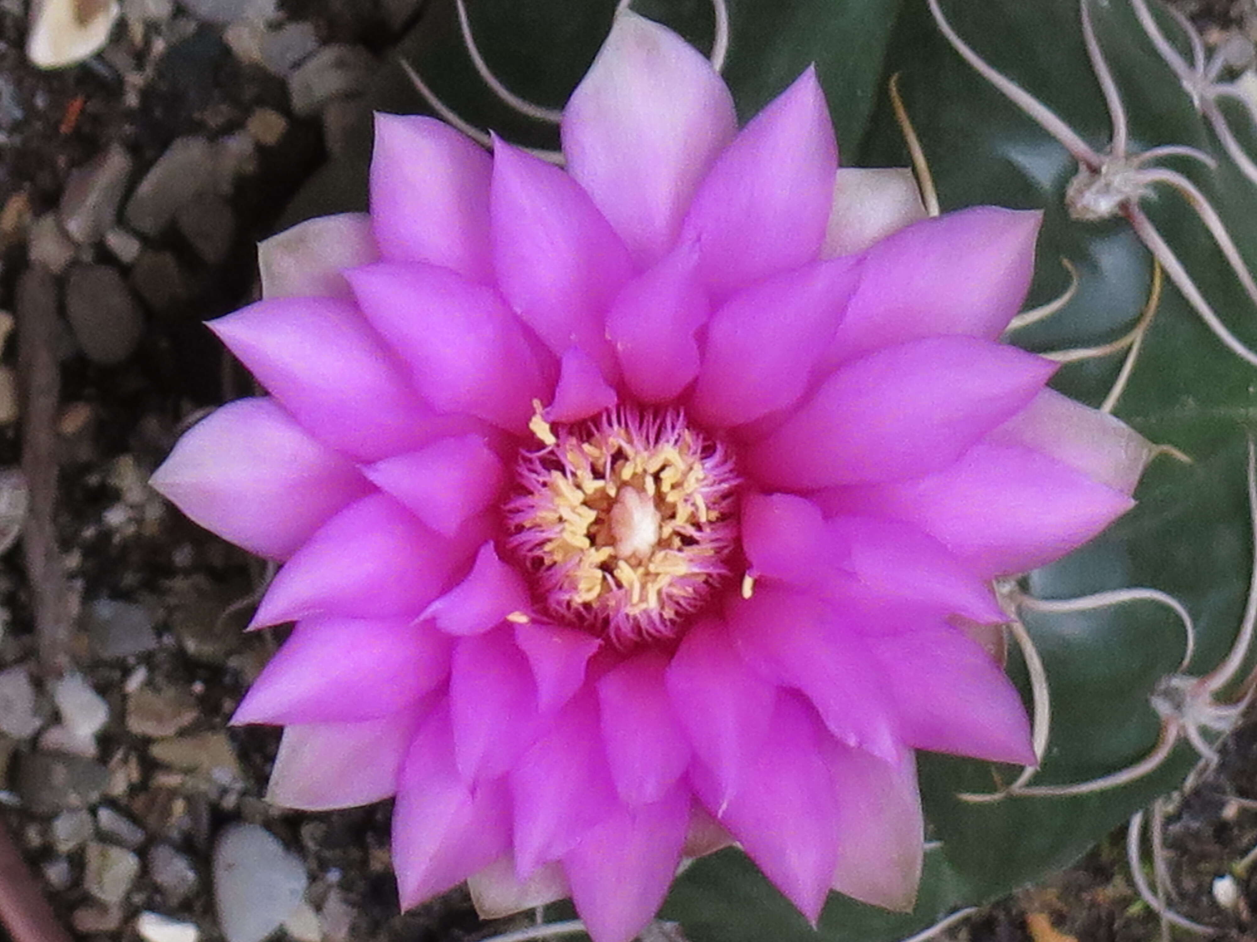 Image of Gymnocalycium denudatum (Link & Otto) Pfeiff. ex Mittler