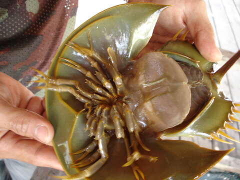 Image of Horseshoe Crab