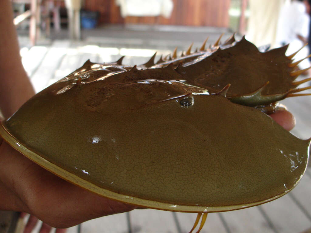 Image of Horseshoe Crab