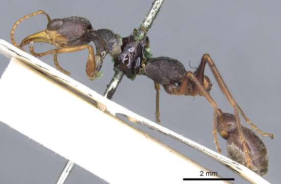 Image of Myrmecia picta Smith 1858