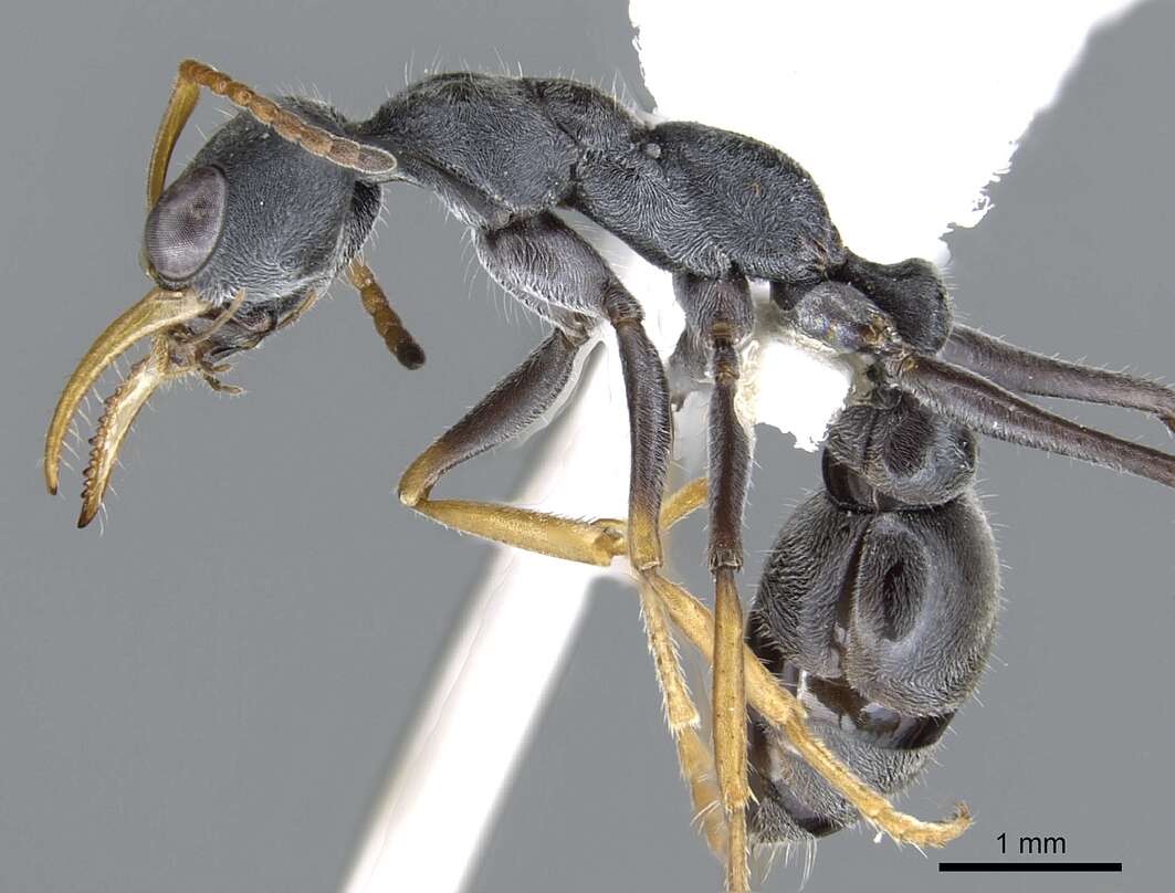 Image of Myrmecia loweryi Ogata & Taylor 1991