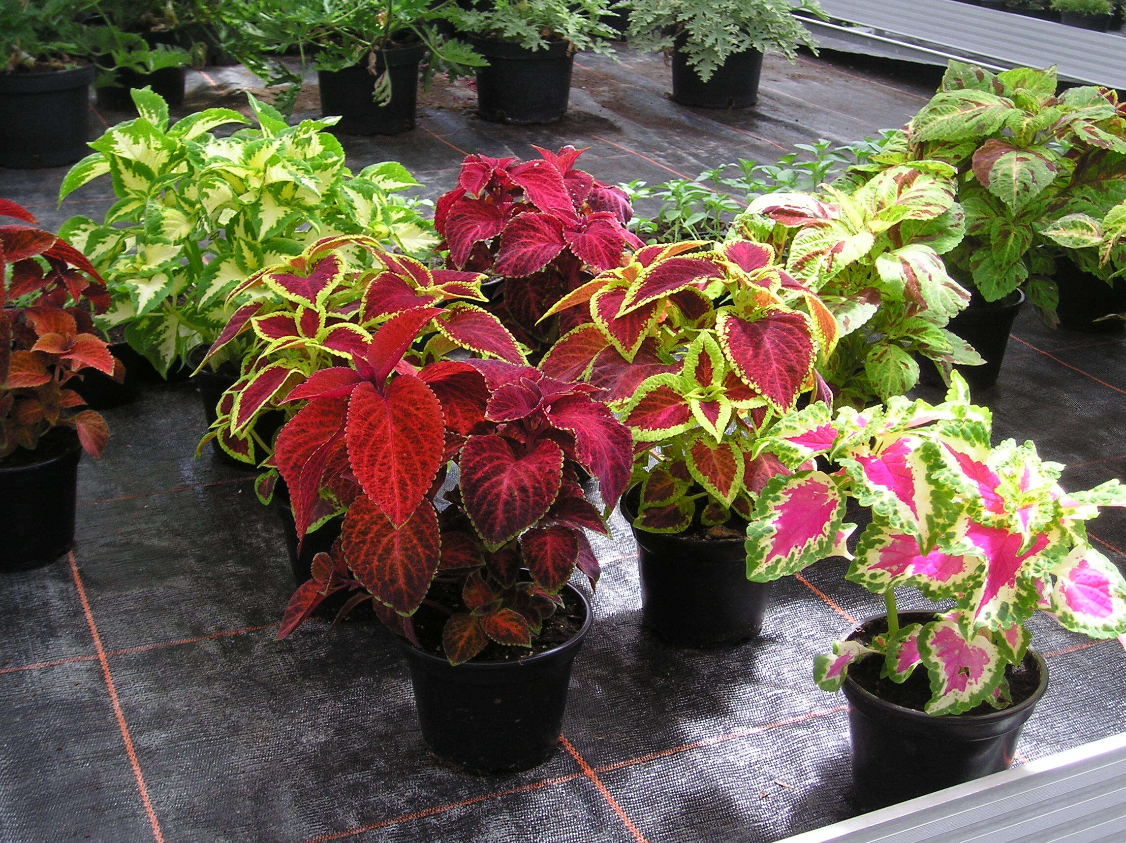 Image of common coleus