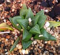 Haworthia mutica Haw. resmi