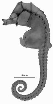 Image of Bullneck Seahorse