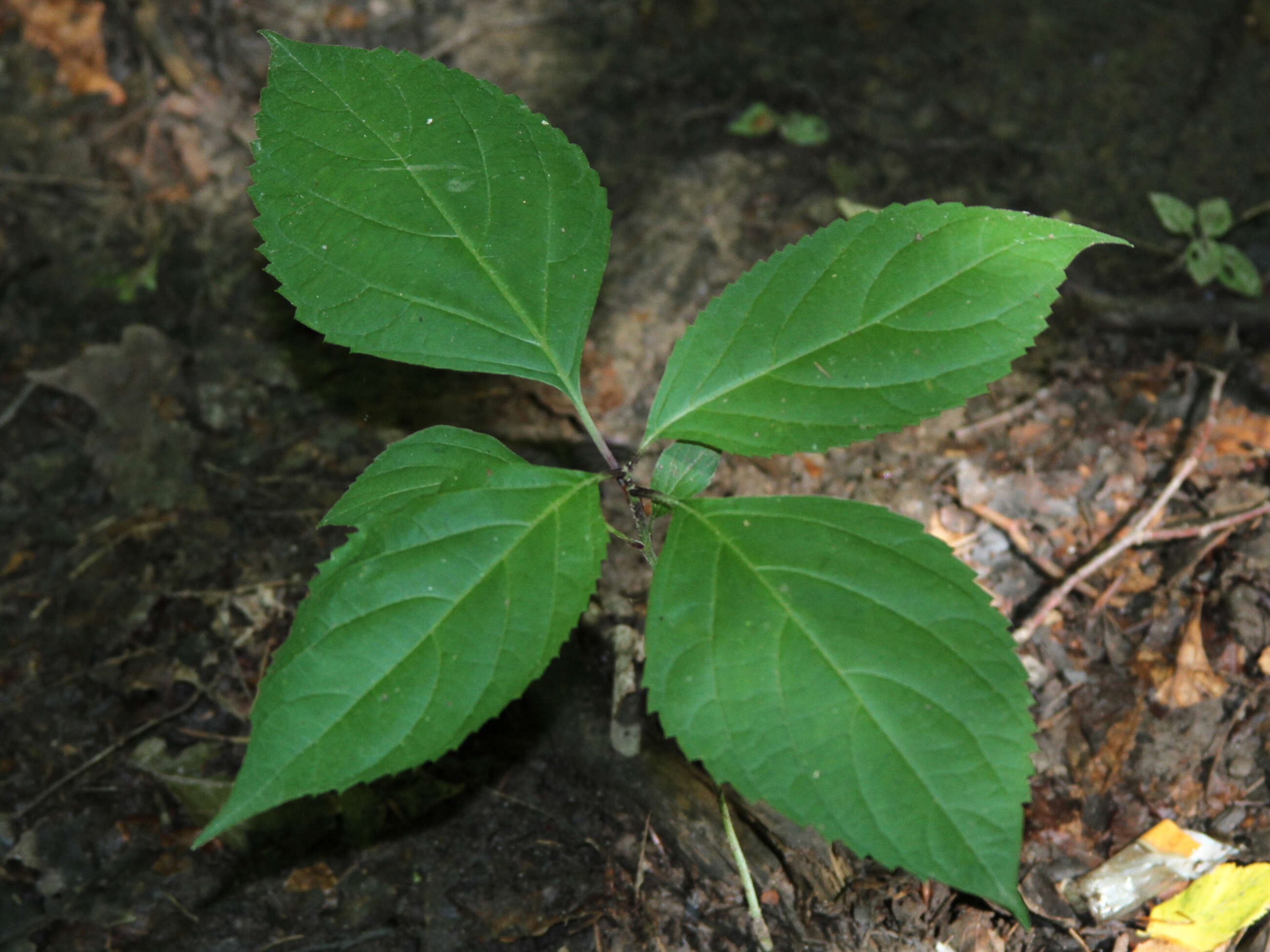 Plancia ëd Collinsonia canadensis L.