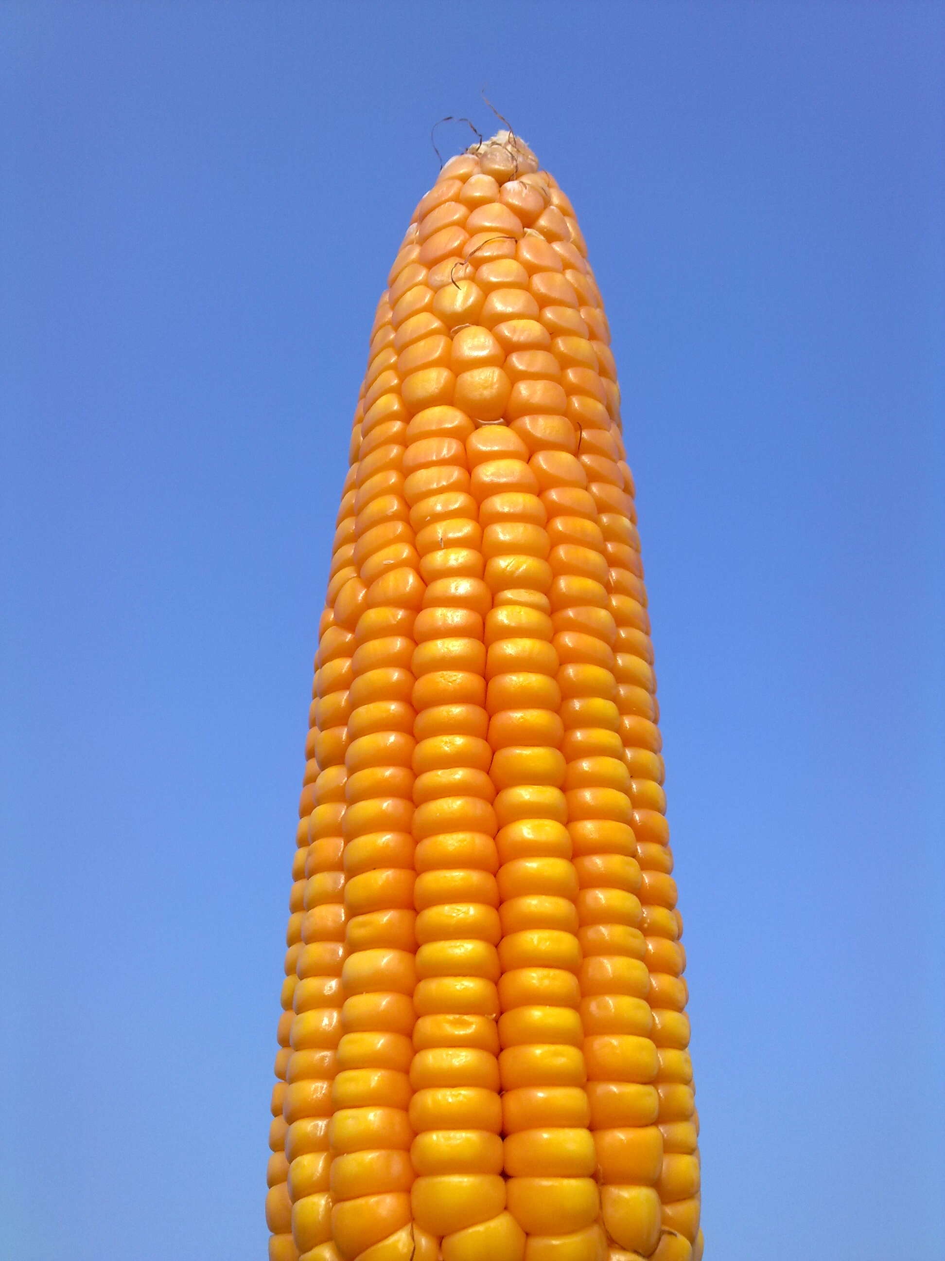 Image of Zea mays Saccharata