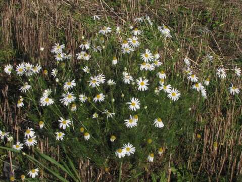 Imagem de Tripleurospermum inodorum (L.) Sch.-Bip