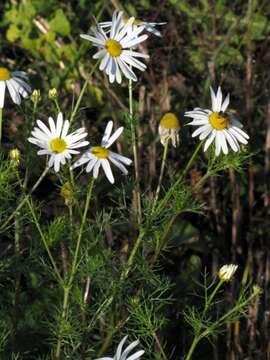 صورة Tripleurospermum inodorum (L.) Sch.-Bip