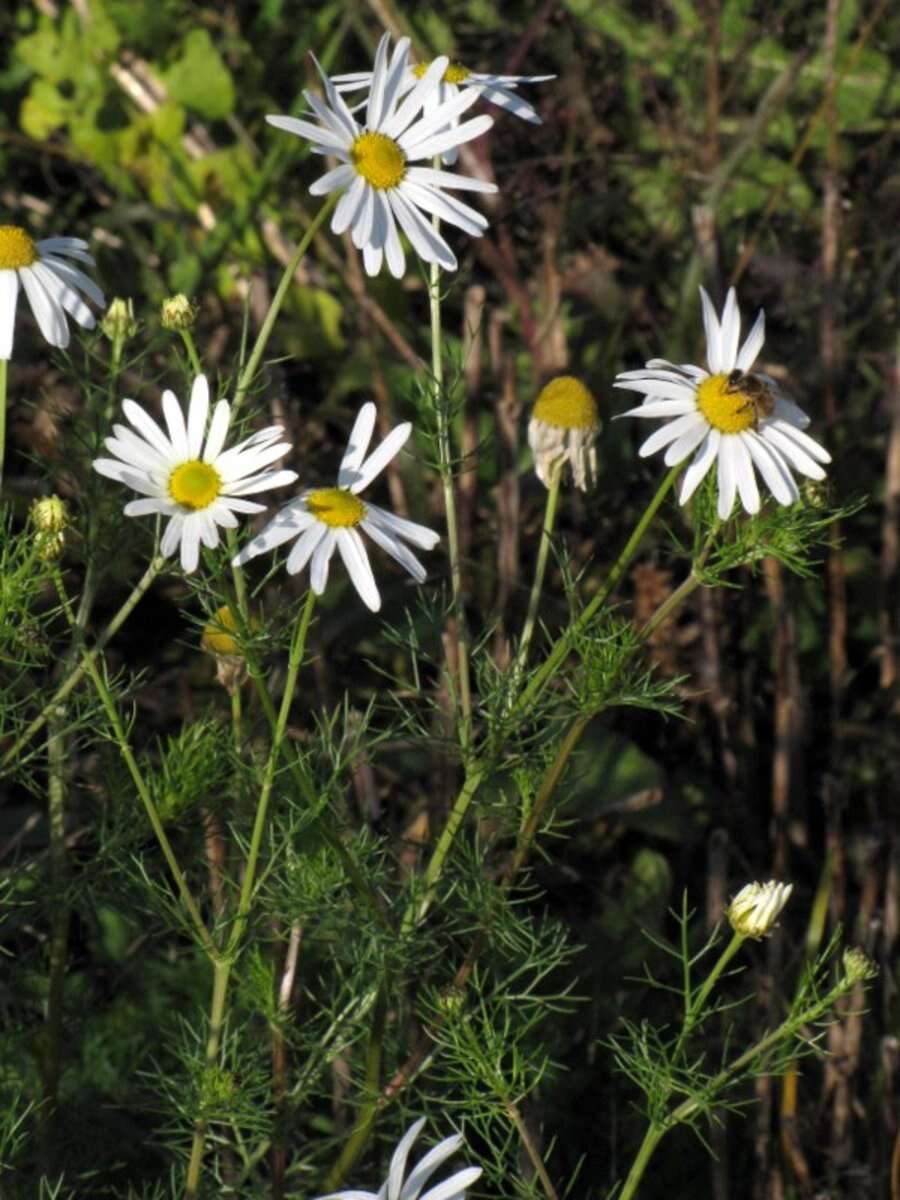 Imagem de Tripleurospermum inodorum (L.) Sch.-Bip