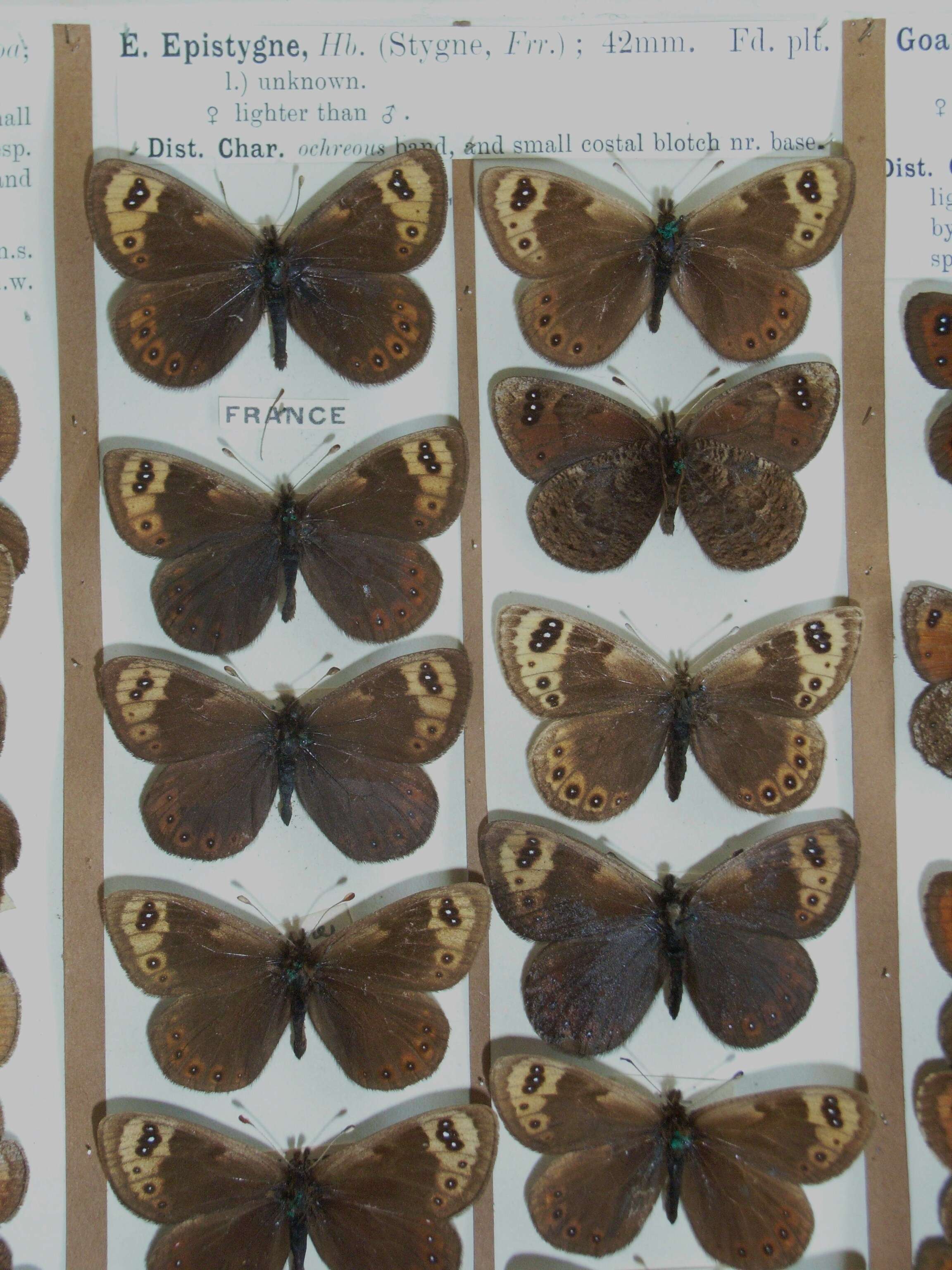 Erebia epistygne Hübner 1816 resmi