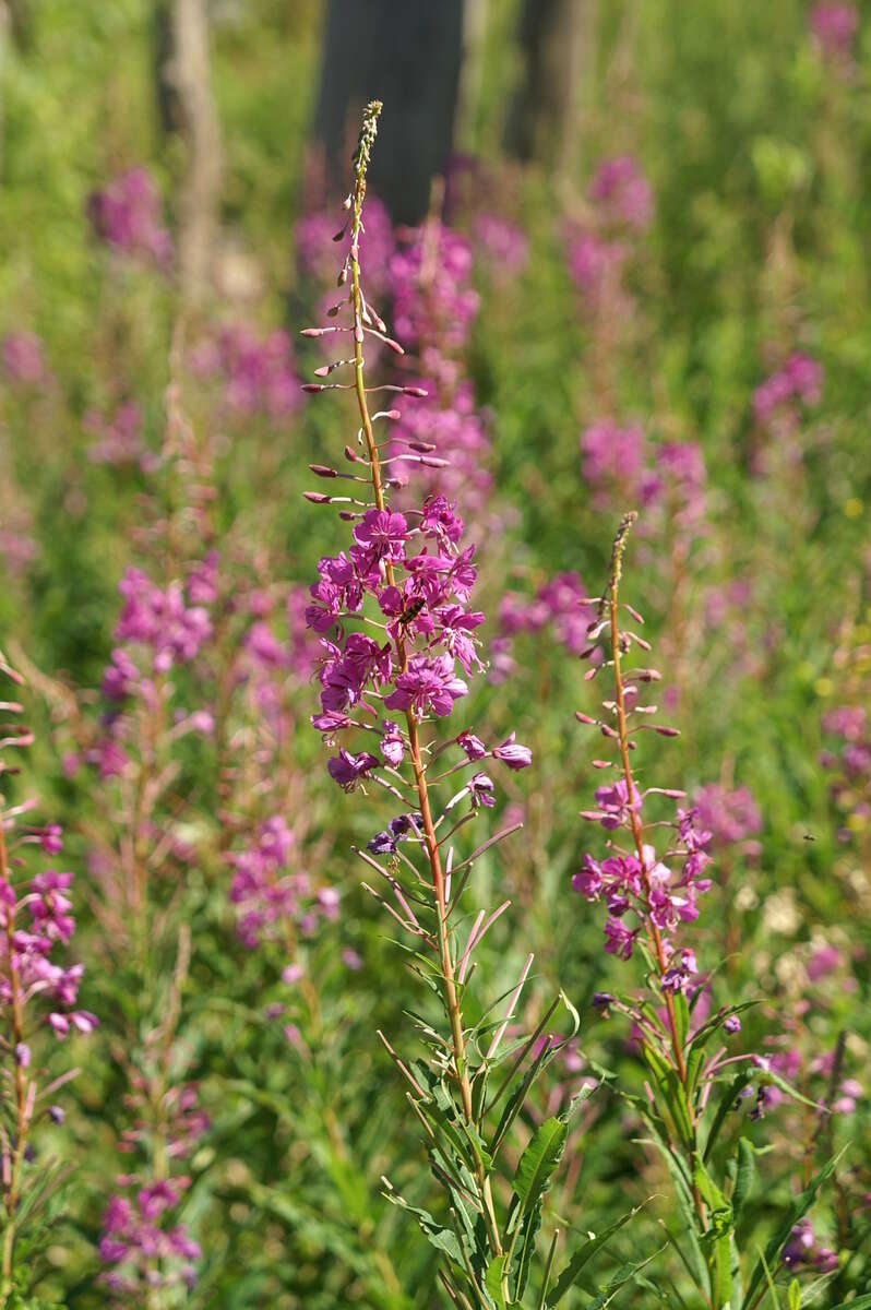 Image of Narrow-Leaf Fireweed