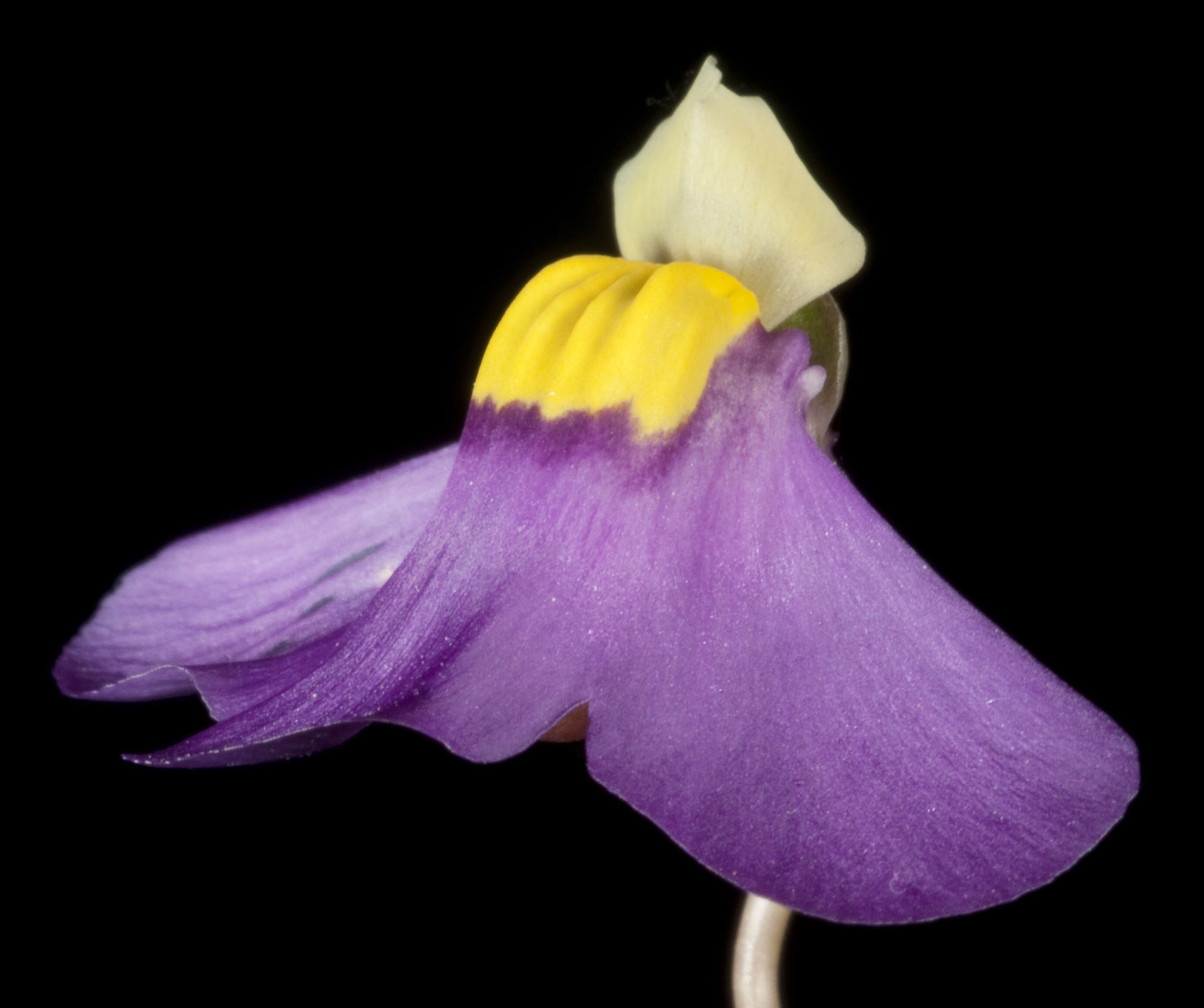 Image de Utricularia benthamii P. Taylor