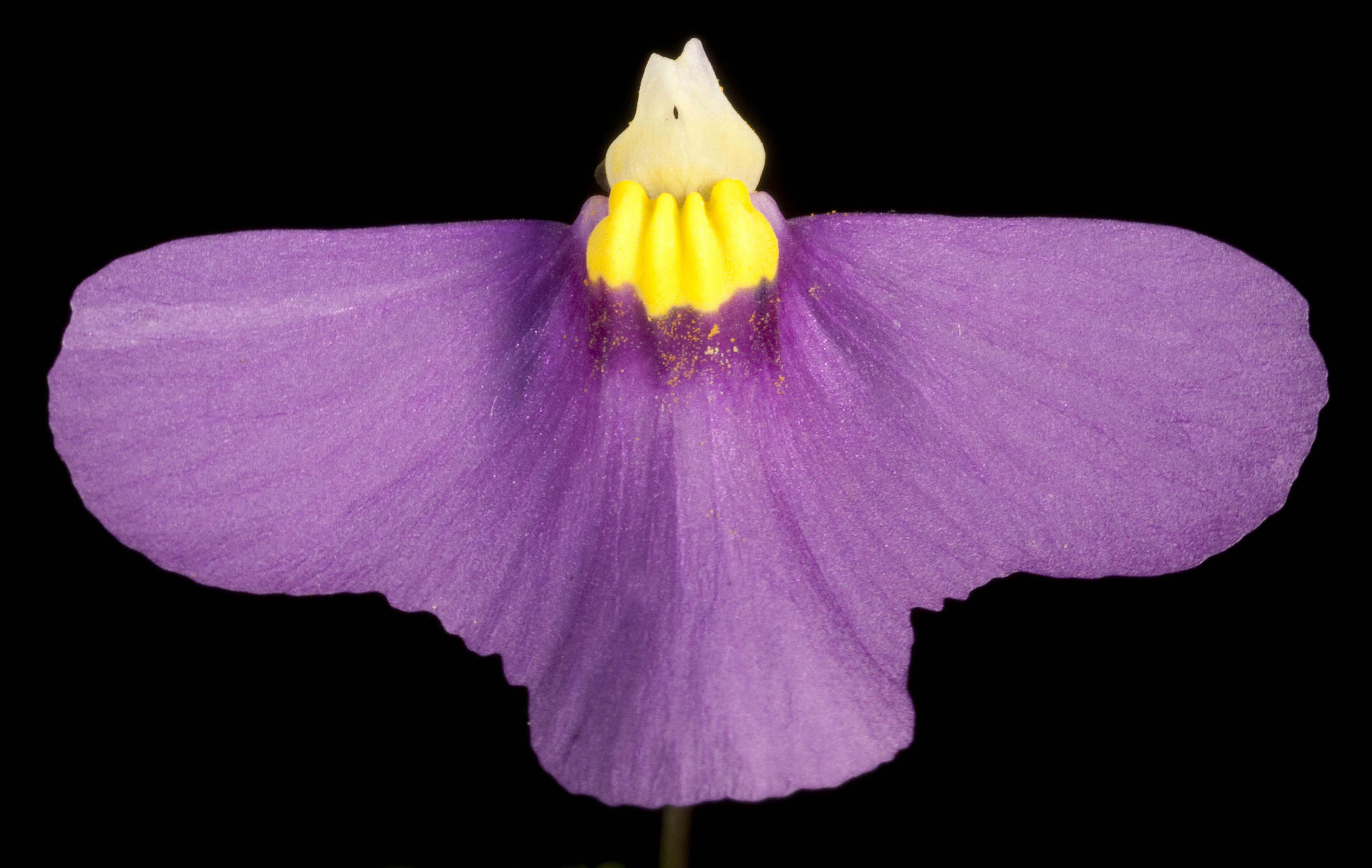 Image de Utricularia benthamii P. Taylor