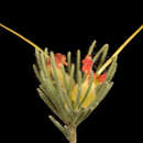 Image of Adenanthos drummondii Meissner