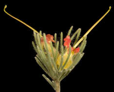 Image of Adenanthos drummondii Meissner