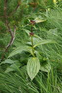 Image of Gentiana pannonica Scop.