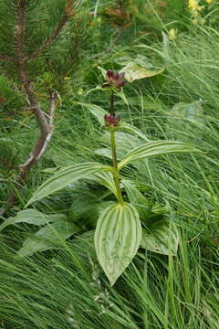 Image de Gentiana pannonica Scop.