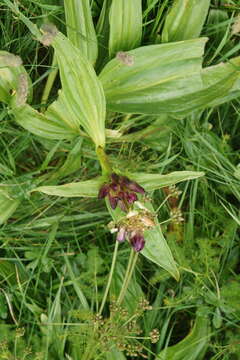 Image de Gentiana pannonica Scop.