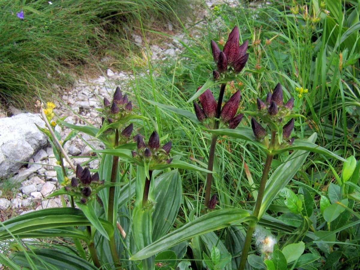 Image of Gentiana pannonica Scop.