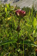 Image of Gentiana pannonica Scop.