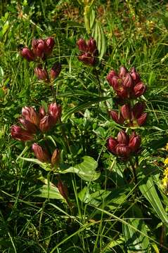 Image de Gentiana pannonica Scop.