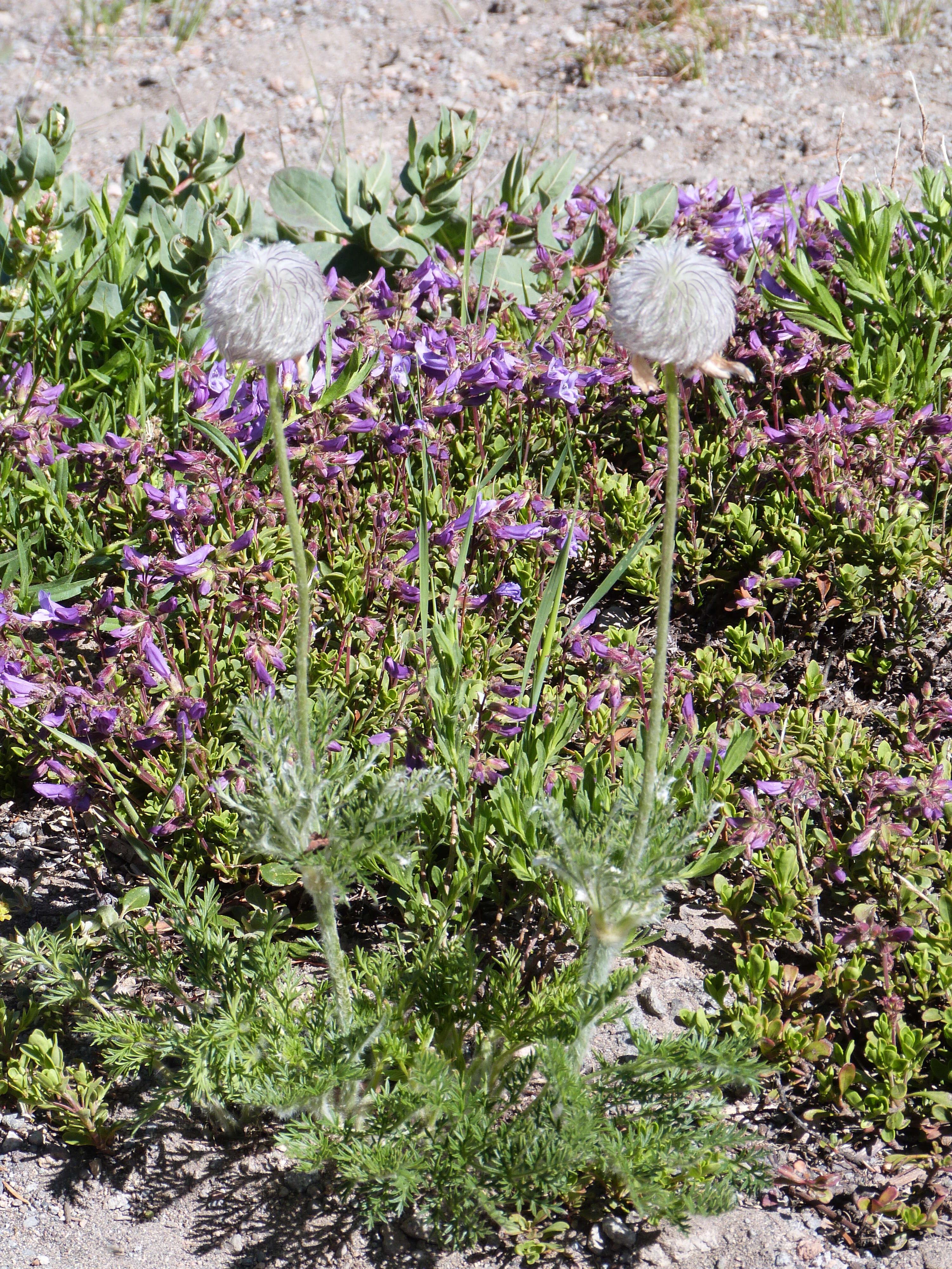 Image of white pasqueflower