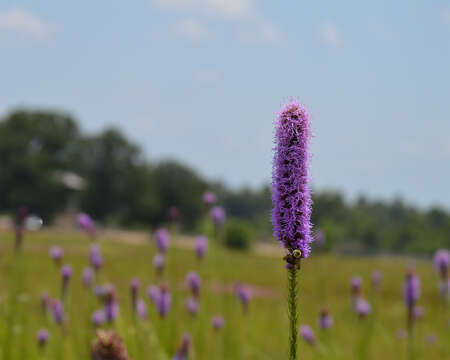 Image of blazing star