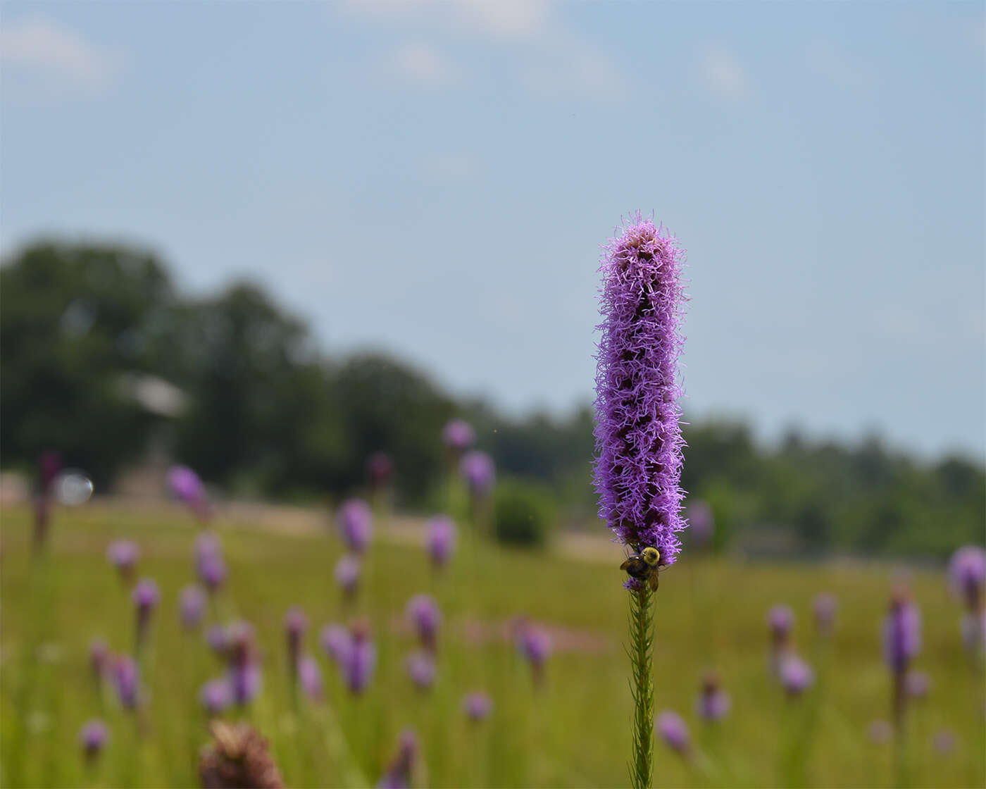 Слика од Liatris aestivalis G. L. Nesom & O'Kennon