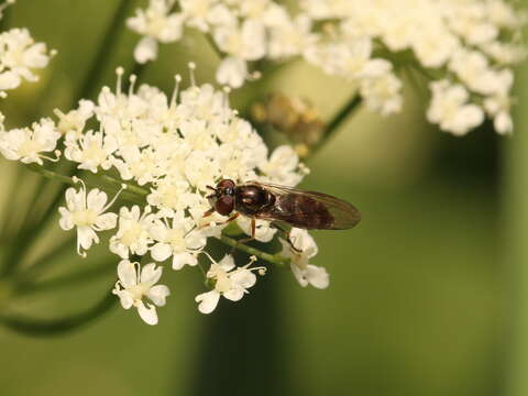 Image of <i>Platycheirus albimanus</i>