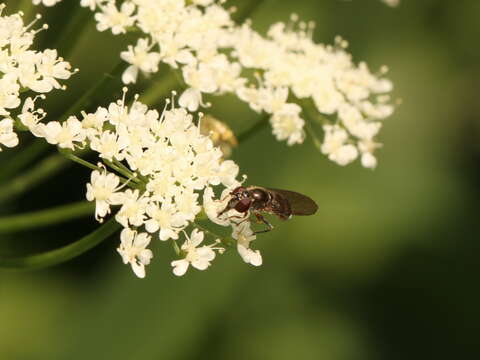 Слика од <i>Platycheirus albimanus</i>