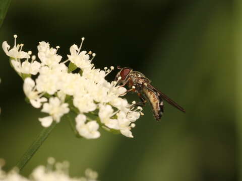 Image of <i>Platycheirus albimanus</i>