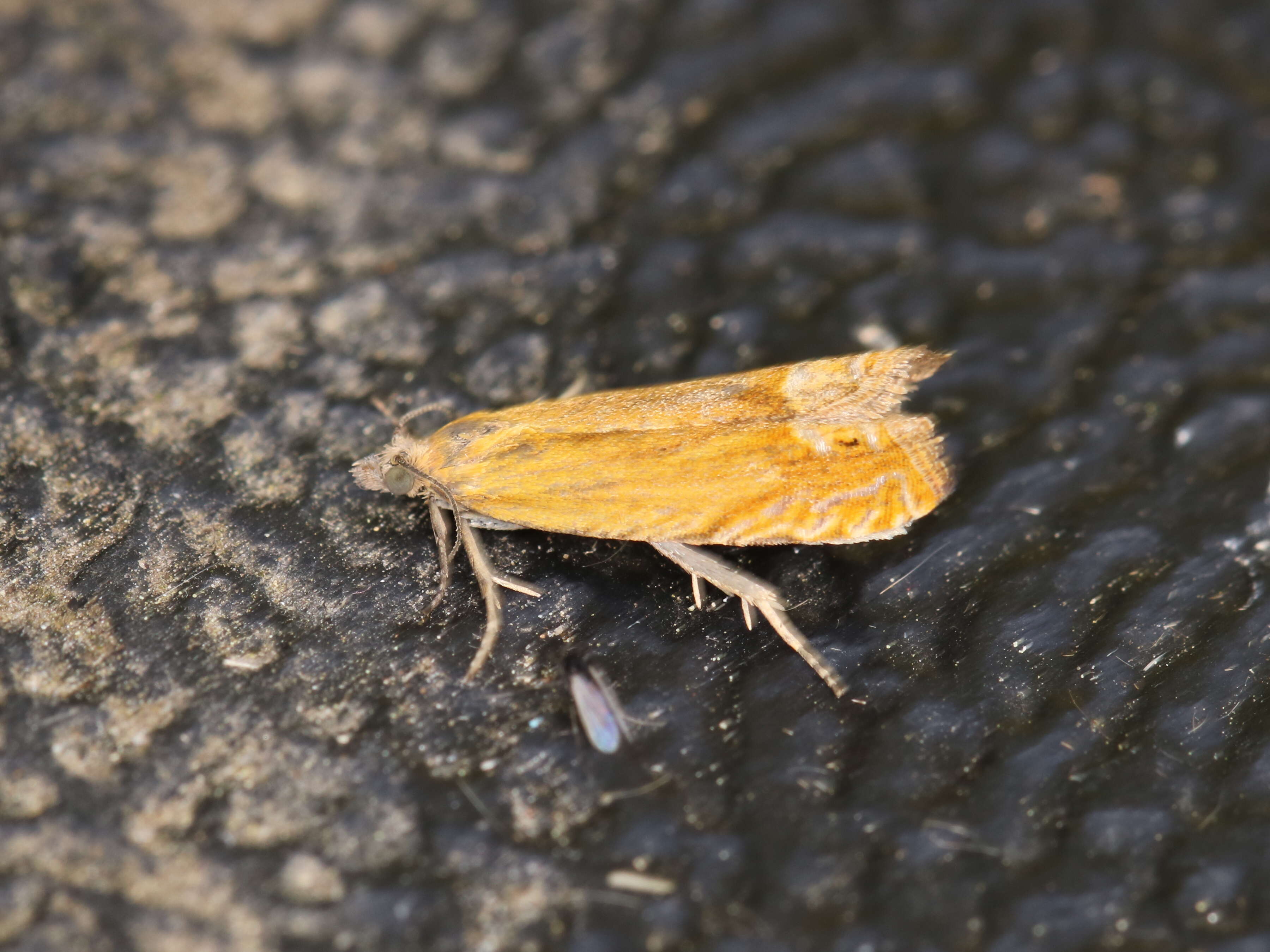 Image of Lathronympha strigana Fabricius 1775