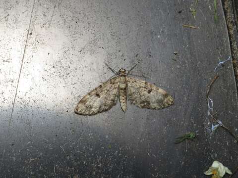 Слика од Eupithecia tantillaria Boisduval 1840