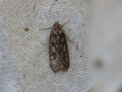 Image of Dusky Herpetogramma