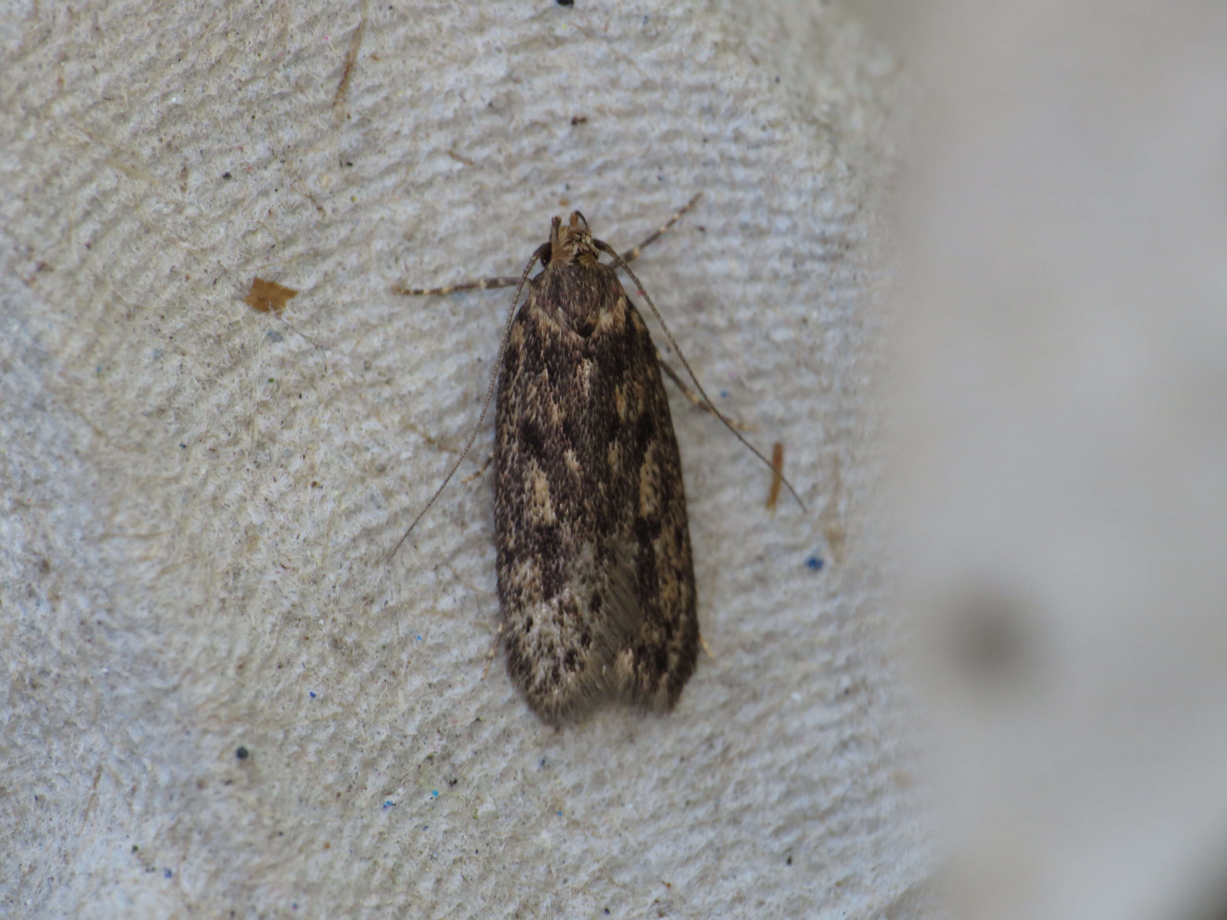 Image of Dusky Herpetogramma