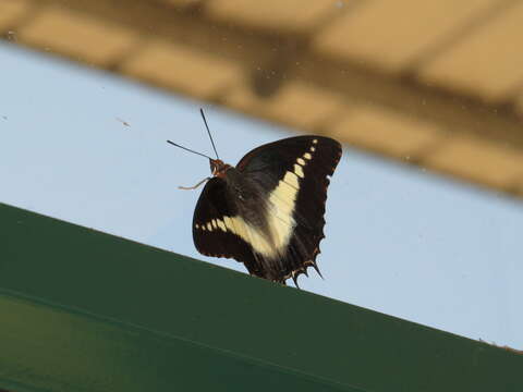 Image of Charaxes brutus