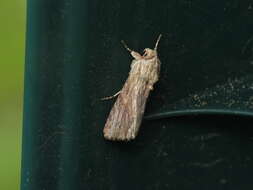 Image of Southern Armyworm Moth