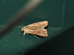 Image of Southern Armyworm Moth