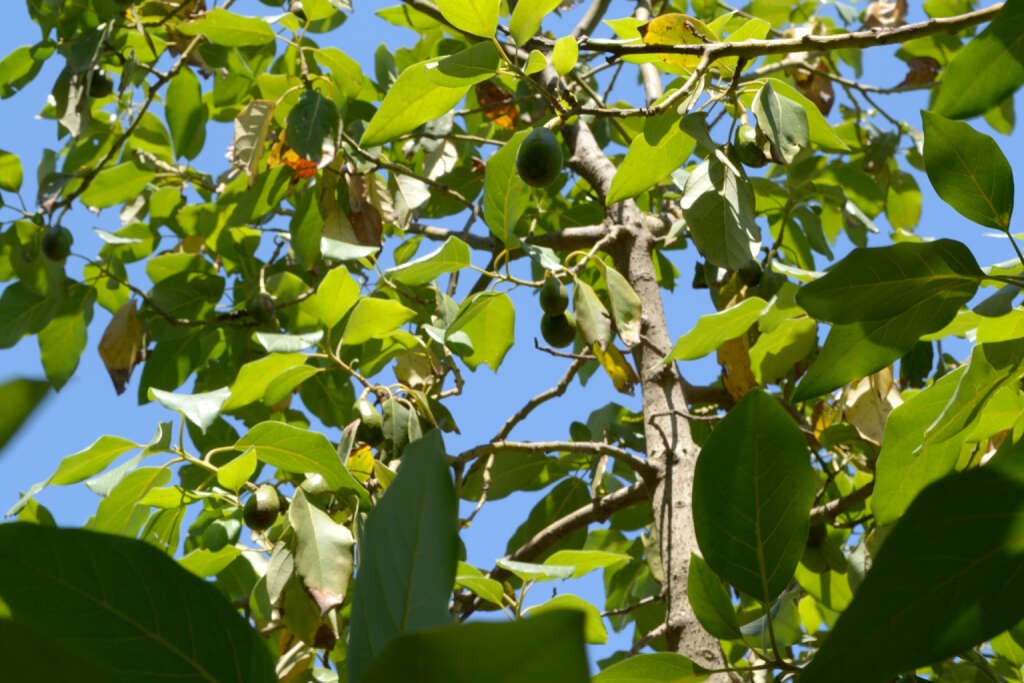 Image of avocado