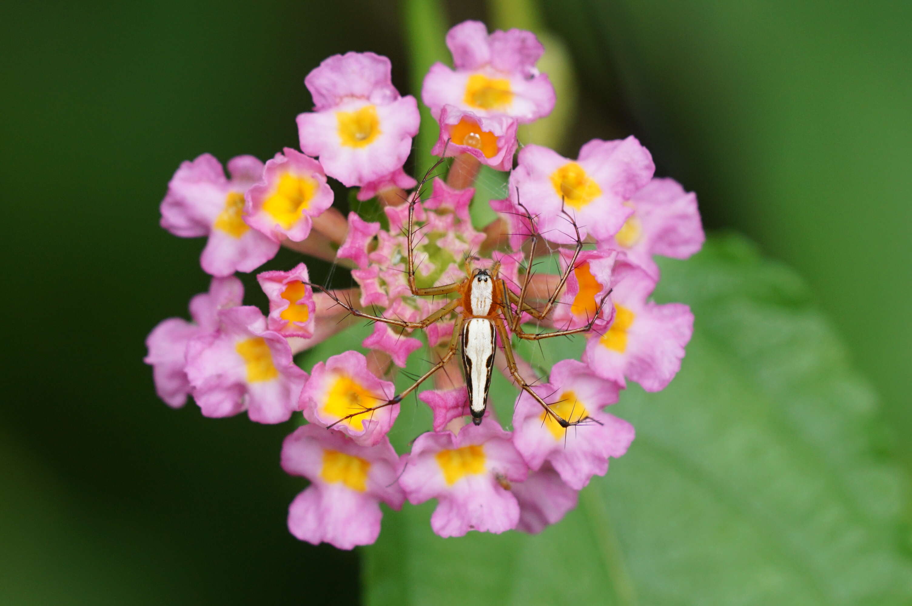 Image of Oxyopes shweta Tikader 1970