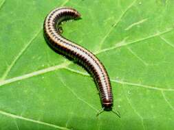 Image of Striped Millipede