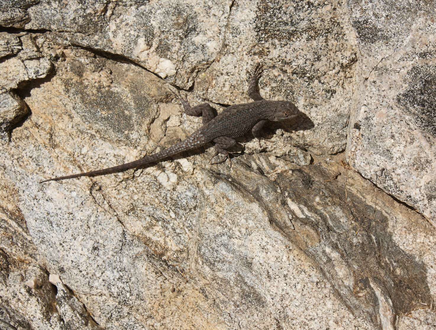 Sceloporus occidentalis longipes Baird 1858 resmi