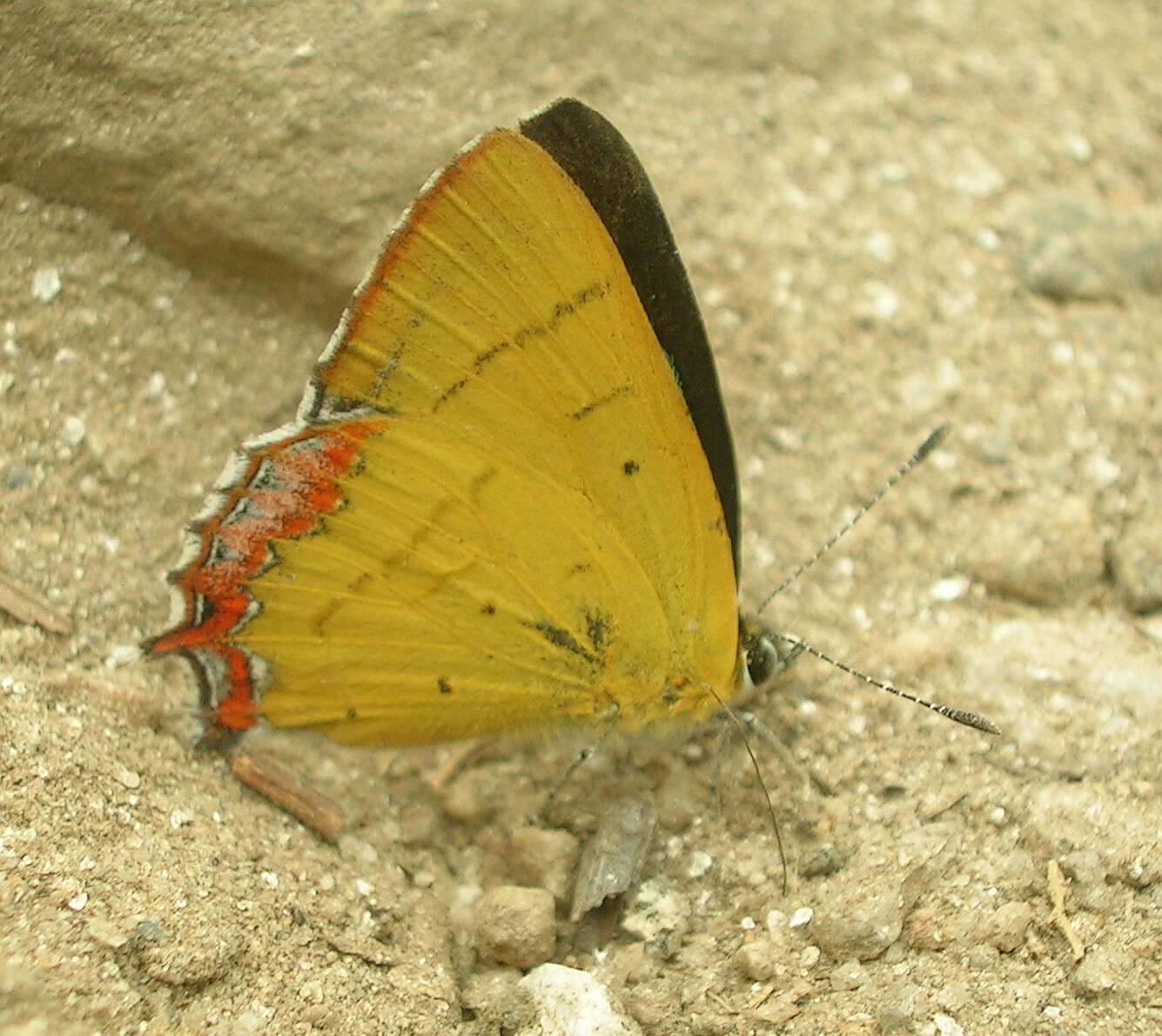 Image of Heliophorus androcles (Westwood (1852))