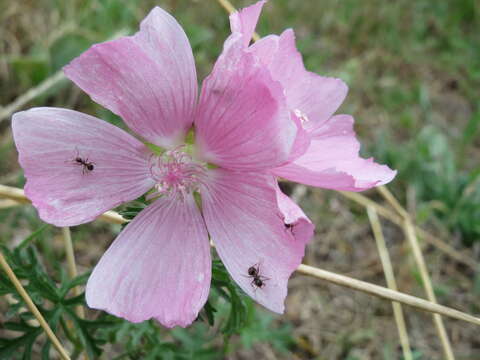 Image of musk mallow