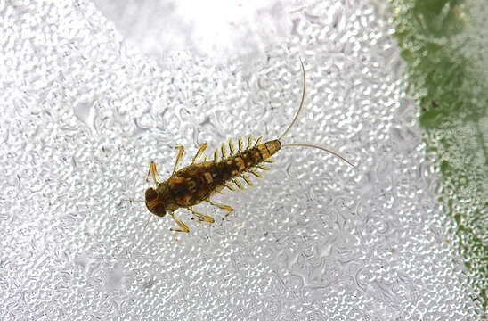 Image of Acentrella nadineae McCafferty, Waltz & Webb 2009