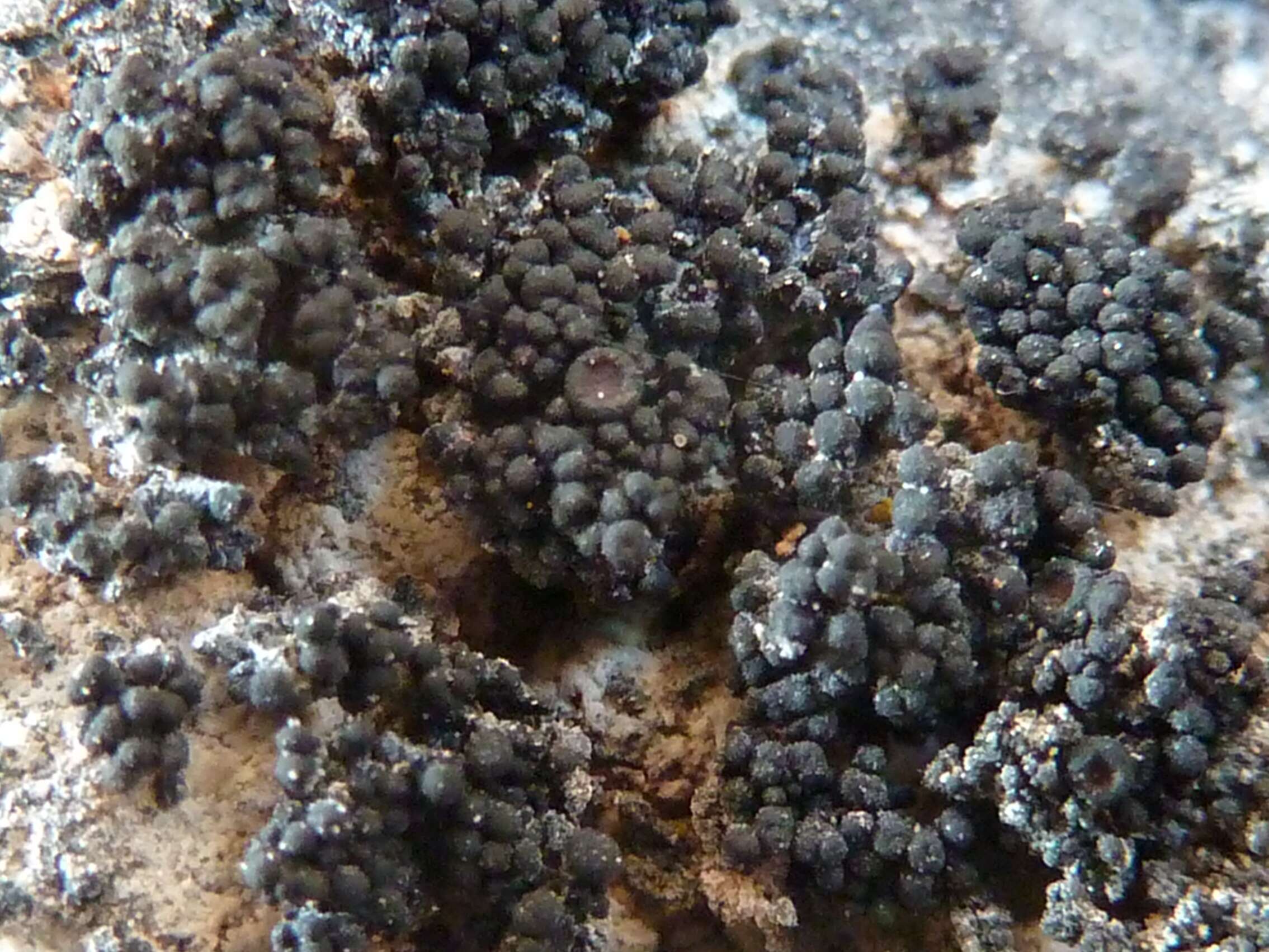 Image of synalissa lichen