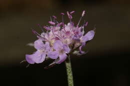 Image of Scabiosa triandra L.